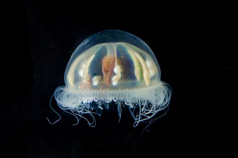 deep-sea-creature-jellyfish